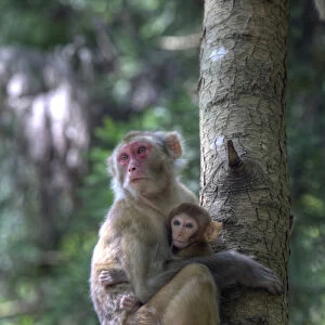 Mother Rhesus macaque and baby Wulingyuan District, China