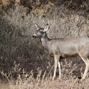 Mule Deer at Bosque del Apache NWR, New Mexico