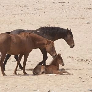 Namibia, Aus. A family of wild horses on the Namib Desert