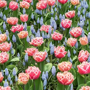 Netherlands, Lisse. Pink parrot tulip and grape hyacinths display in a garden