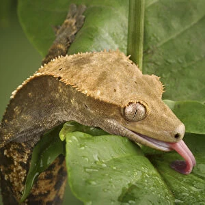 New Caledonian Crested Gecko drinking water Rhacodactylus ciliatus