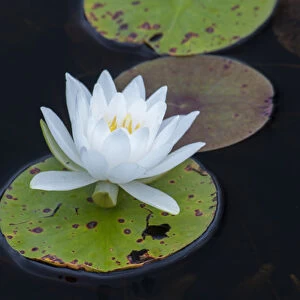 North America, USA, Michigan, Pictured Rock National Lakeshore. White water lily