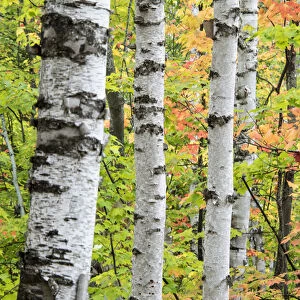 North America, USA, Michigan, Upper Peninsula. Birch (Betula sp) trunk and maple leaves