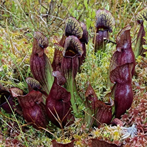 Northern Pitcher Plant, Sarracenia purpurea, in Sphagnum moss, Hiawatha National Forest