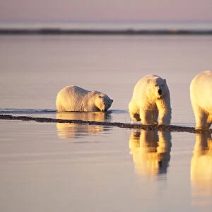 polar bear, Ursus maritimus, sow with subadults walking along the Arctic coast, 1002