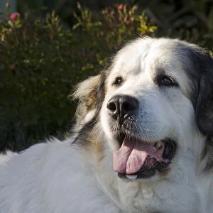 Portrait of a Great Pyrenees with afternoon light