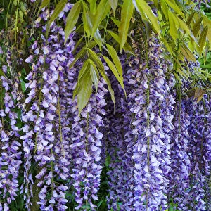 Purple wisteria blossoms hanging from a trellis