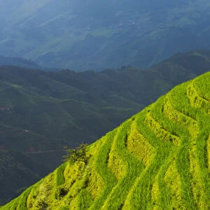 Rice terraces in the mountain, Longsheng, Guangxi Province, China