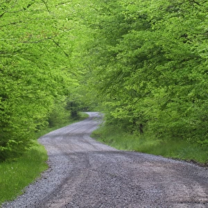 Road through forest, Great Smoky Mountains N. P. TN Road through forest, Great