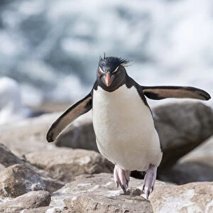 Rockhopper penguin (Eudyptes chrysocome), subspecies southern rockhopper penguin