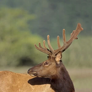 Roosevelt elk (Cervus canadensis roosevelti ) male with velvet covered antlers, Dean
