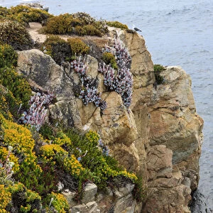 Rugged cliff and flowers as cliff hangers. Garrapata State Park, Big Sur, California, US