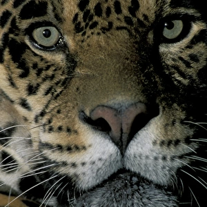 SA, Peru, Madre de Dios, P. N. Manu Jaguar (Panthera onca)