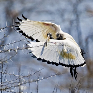 Sacred Ibis in flight near Kamieskroon, Northern Cape Province, South Africa