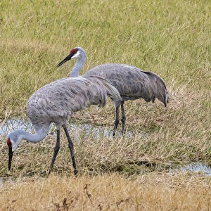 Sandhill Cranes feeding in the marsh, Deland, Florida, USA