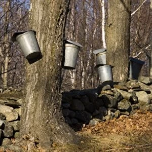 Sap buckets on sugar maple trees in Lyme, New Hampshire. Stone wall. Spring. Acorn Hill Road