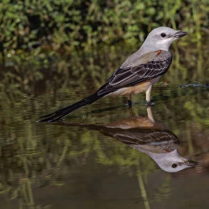 Scissor-tailed flycatcher, Rio Grande Valley, Texas