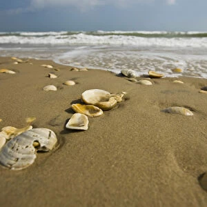 Sea shells on South Padre Island beach, Gulf of Mexico, Texas, USA