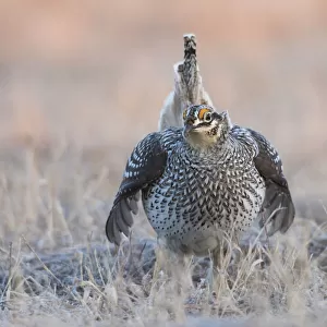 Sharp-tailed grouse claiming lek territory