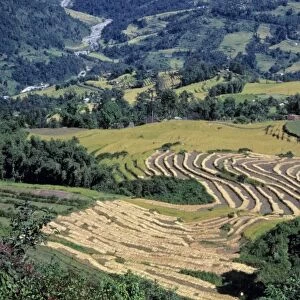 Sikkim, Gangtok. Rice is harvested from the terraces of Gangtok, Sikkim, radically