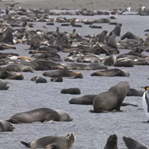 A single king penguins stands out in a crowd of thousands of Antarctic fur seals