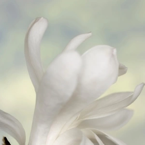 A single star magnolia flower