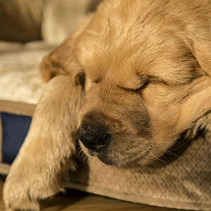 Sleeping eight week old Golden Retriever puppy. (PR)