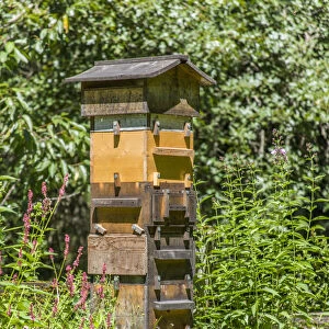 Snoqualmie, Washington State, USA. A Warre hive is a vertical top bar hive that uses