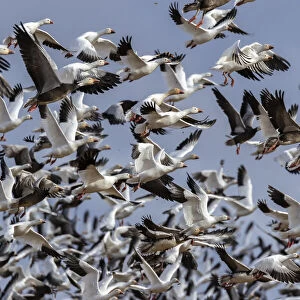 Snow Geese (Anser caerulescens) in flight, Marion County, Illinois