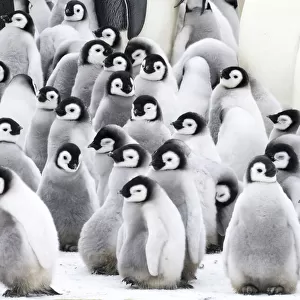 Snow Hill Island, Antarctica. Creches of juvenile emperor penguins huddling together