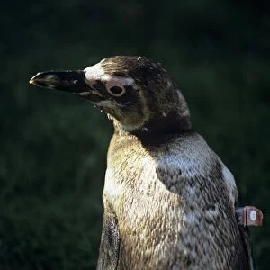 South America, Uruguay; Piriapolis; Banded penguin at the animal rescue facility