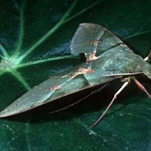 Sphinx moth, Argentina