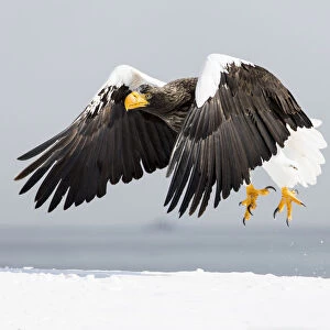 Stellers sea eagle flying. Wintering on the Shiretoko Peninsula, Hokkaido, Japan