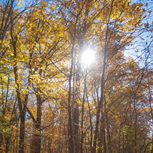 Sun shining through colorful Fall foliage