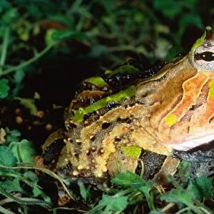 Surinam Horn Frog