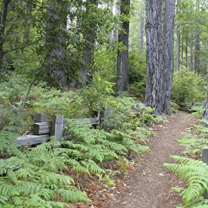 Trail in Kruse Rhododendron State Reserve Salt Point California