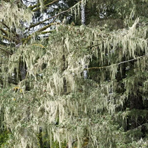 USA, AK, Inside Passage. Old Mans Beard lichen (Usnea) also called Treemoss, Beard Lichen