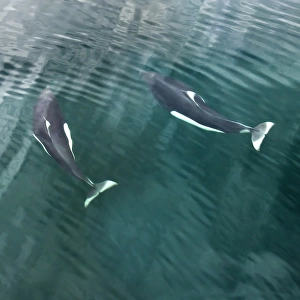 USA, Alaska, Seymore Canal. Two Dalls porpoises swimming near ocean surface