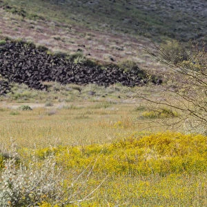USA, Arizona. Wildflowers in field. Credit as: Wendy Kaveney / Jaynes Gallery /