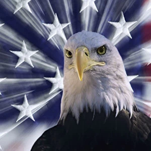 USA, California. Composite of bald eagle and American flag