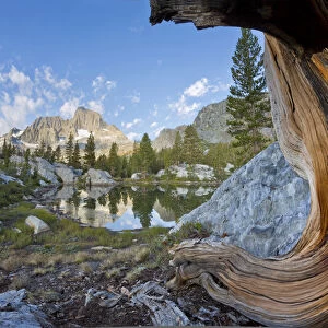 USA, California, Inyo National Forest. Old pine and tarn next to Garnet Lake. Credit as