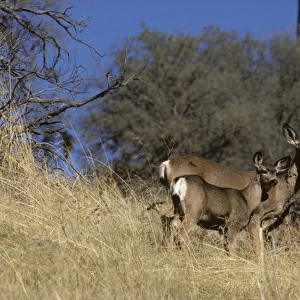 USA, California, Mule Deer, Doe and Fawn, Sequoia and Kings Canyon National Park