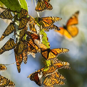USA, California, San Luis Obispo County. Clustering monarch butterflies on branches