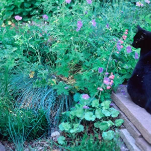 USA, Colorado, Black cat in a garden