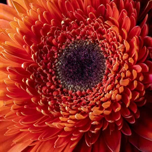 USA, Colorado, Ft. Collins. Orange gerbera daisy. Credit as Fred Lord / Jaynes Gallery /