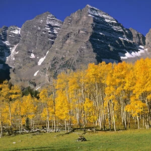 USA, Colorado, Maroon Bells. A golden aspen forest softens the stark, grey peaks of Maroon Bells