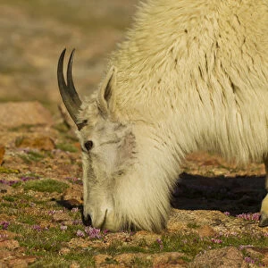 USA, Colorado, Mount Evans. Mountain goat nanny feeding on wildflowers. Credit as
