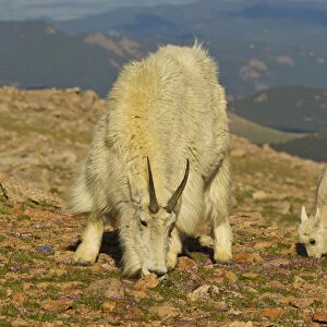 USA, Colorado, Mount Evans. Mountain goat nanny and kid feeding among alpine wildflowers