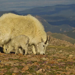 USA, Colorado, Mount Evans. Mountain goat nanny and kid feeding among alpine wildflowers