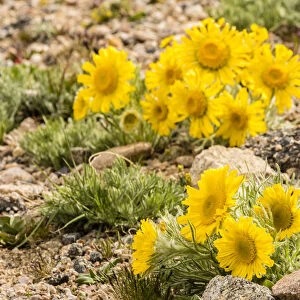USA, Colorado, Mt. Evans. Alpine sunflowers close-up
